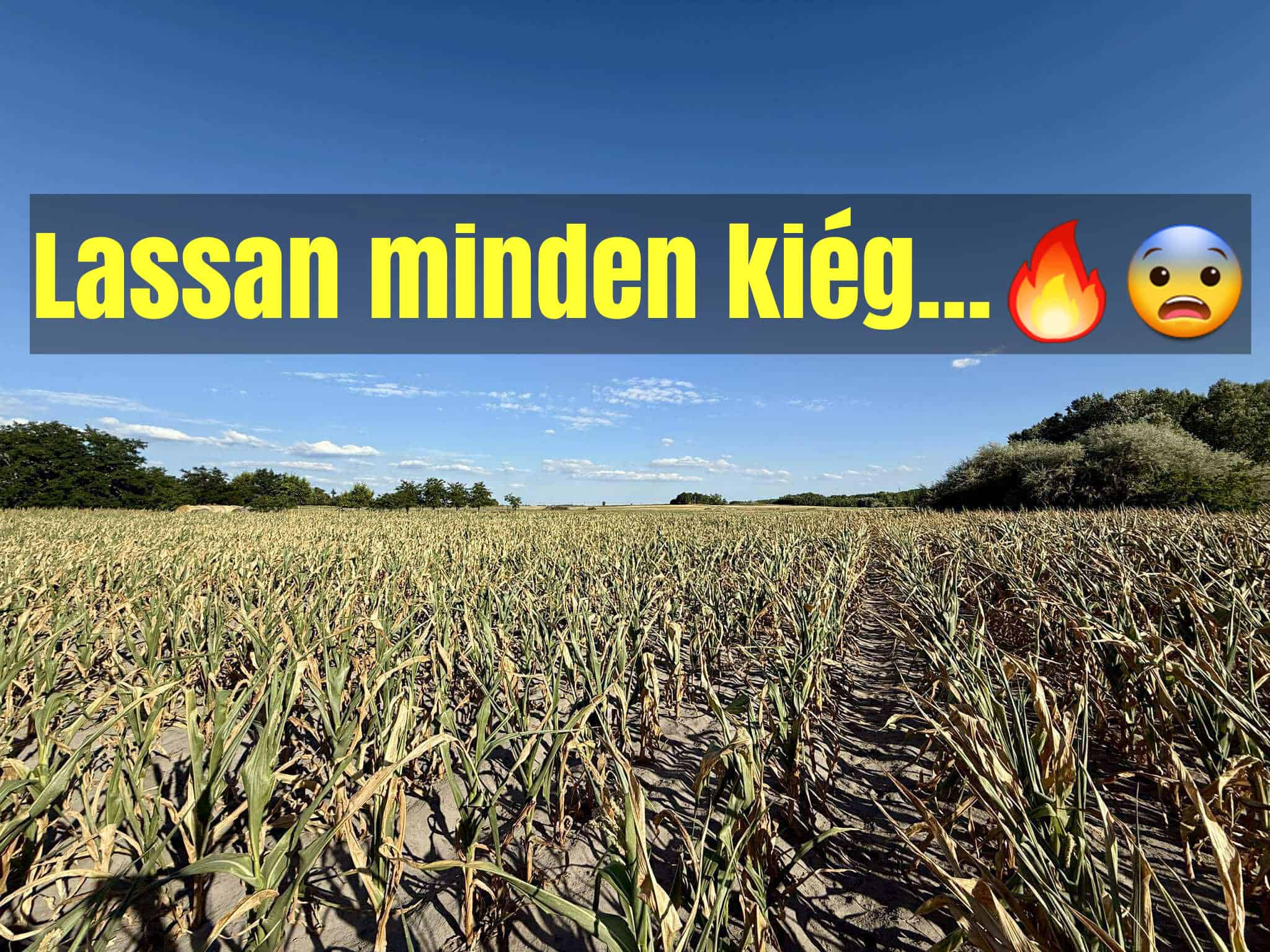 Cikk fotója